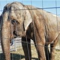 Išsekęs cirko dramblys papiktino internautus: ragina nebemokėti už gyvūnų kančias