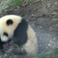 „Slaptas pandų gyvenimas“ (52 serija): kai vandens būna mažai arba per daug