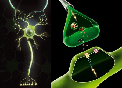 Neuronai vienas su kitu yra sudarę daugybę ryšių per bendras sinapses