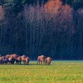 Aplinkosaugininkai tikisi, kad tvora su Baltarusija stumbrų bandos gausinimui nepakenks