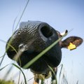 Rusijoje nustatytas naujas snukio ir nagų ligos atvejis galvijų fermoje