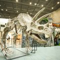 Verta pamatyti: kur Lietuvoje ir pasaulyje atgijo prieš milijonus metų gyvenę dinozaurai?