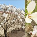 Vilioja ne tik sakuros: Kėdainiuose pražydo įspūdingosios magnolijos