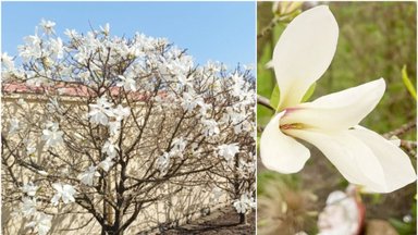 Vilioja ne tik sakuros: Kėdainiuose pražydo įspūdingosios magnolijos