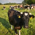 Lithuanian dairy farmers 'deserve bigger share of EU support' - minister