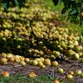 Šie metai obuolių augintojų nedžiugina: priskinti bent kibirą – nelengva