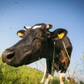 Lietuvos pieno gamintojams – 13,3 mln. ES parama