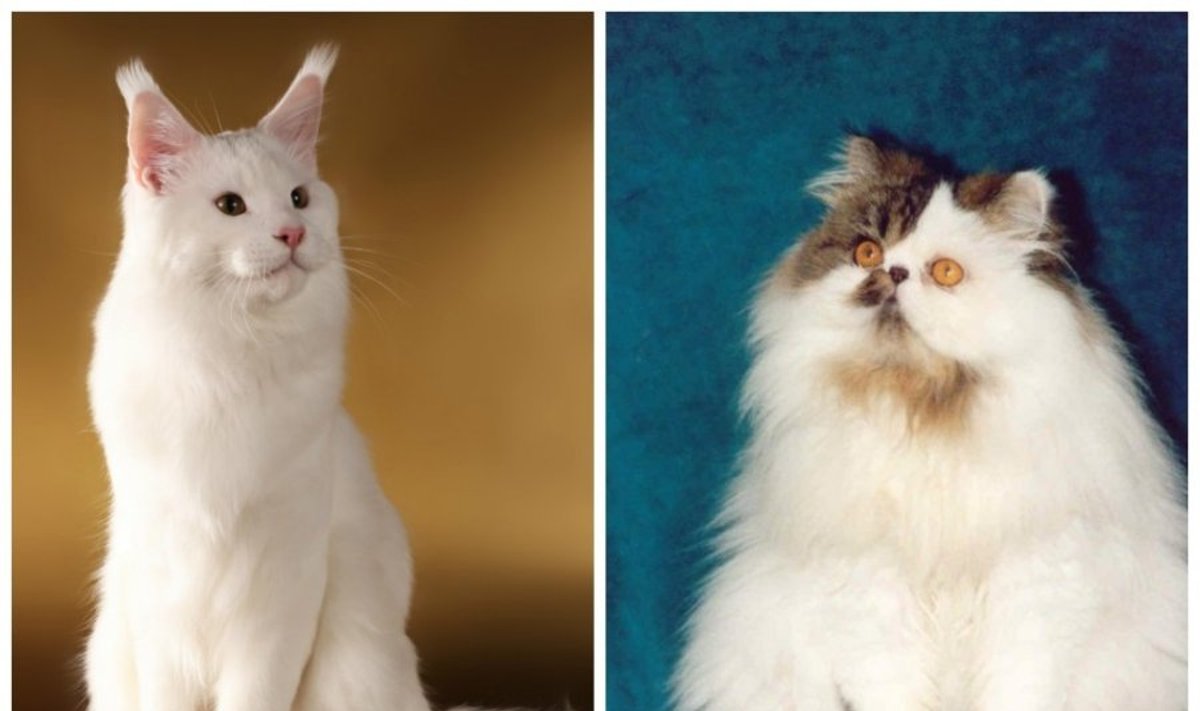 Meino meškėnas ir persų katė