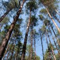 Kodėl Lietuvai netinkama tvari miškininkystė?