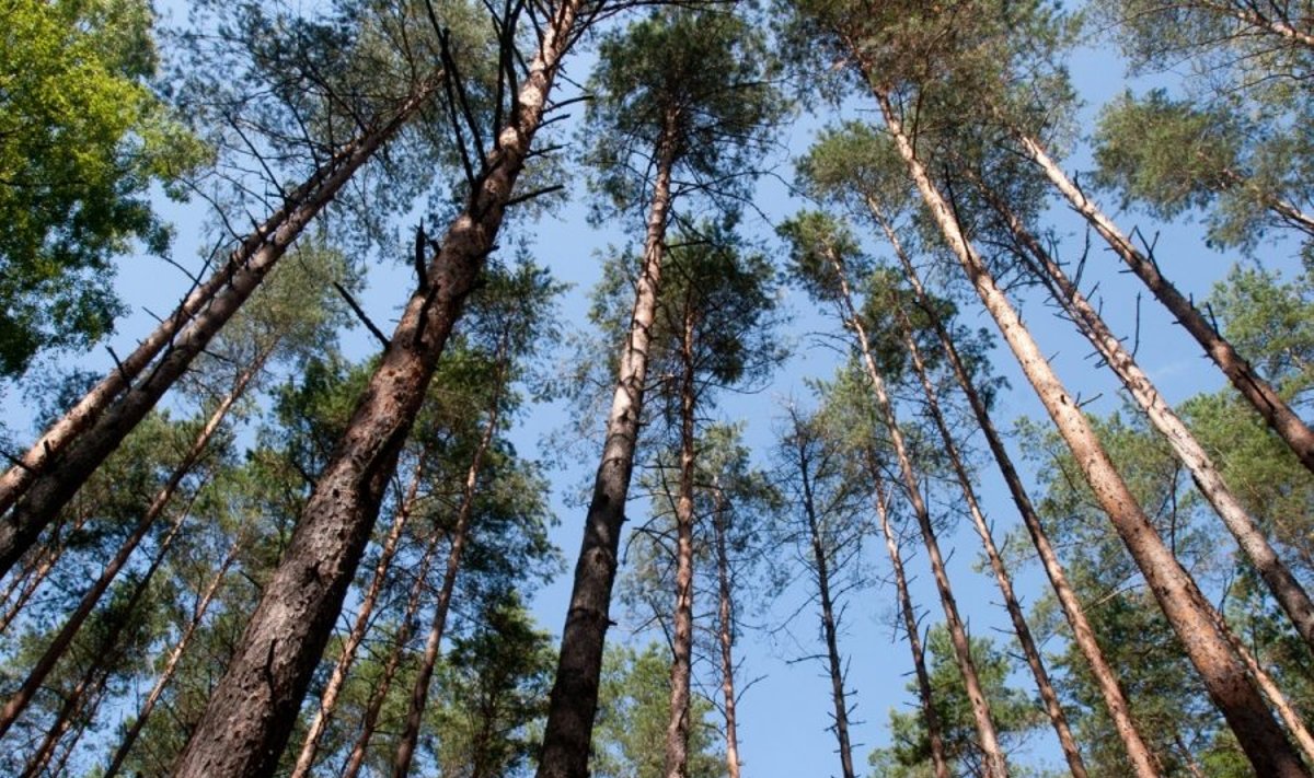 Miškas - Lietuvos puošmena, bet ką daryti, kad ji
