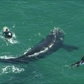 Nufilmuota, kaip banglentininkai praplaukė pavojingai arti banginio