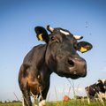 Lithuanian dairy farmers in for €24m support