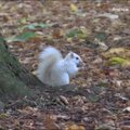 Internetą užkariauja vaizdo įrašas, kuriame užfiksuota itin reta voverė