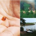 В Литве есть одно озеро, на берегах которого можно собирать янтарь