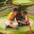 Taipėjaus gyventojai nepraleidžia progos pasėdėti ant didžiulio vandens lelijos lapo