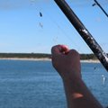 Paskelbtos rekomendacijos dėl žvejybos kvotų Baltijos jūroje
