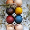 Išbandė natūralius kiaušinių dažymo būdus: štai, kas išėjo