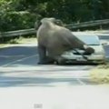 Kaip siaubo filme: dramblys suknežino automobilį