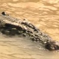 Australijoje siekiama įteisinti krokodilų safarį