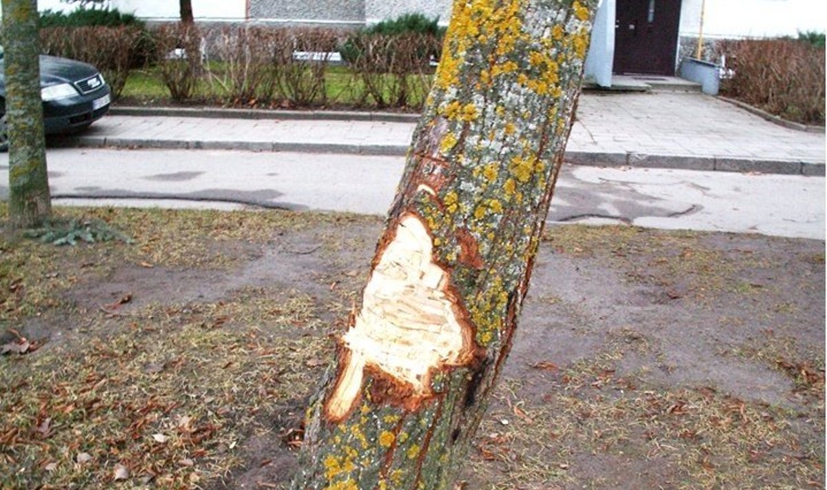Sužaloti medžiai Panevėžyje