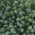 Lietuvoje atsiras miškai, kurie duos labai greitą pelną