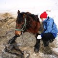 Badu marintų arklių drama tebesitęsia - savanoriai kovoja dėl 6 žirgų gyvybės