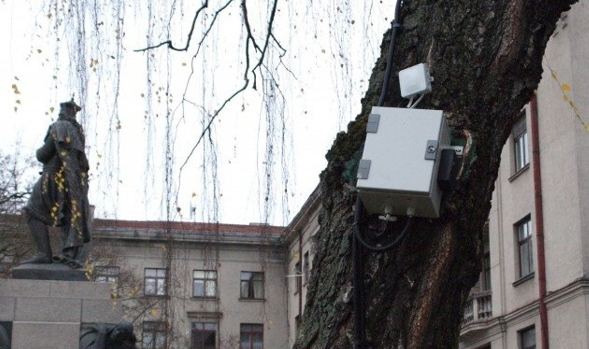 Kauno savivaldybė elektros dėžutes sukalė tiesiai ant beržų