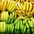 Bananai gali tapti naujuoju Islandijos pasididžiavimu