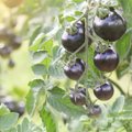 Pradėjo juoduoti žali pomidorai – kur slypi bėda