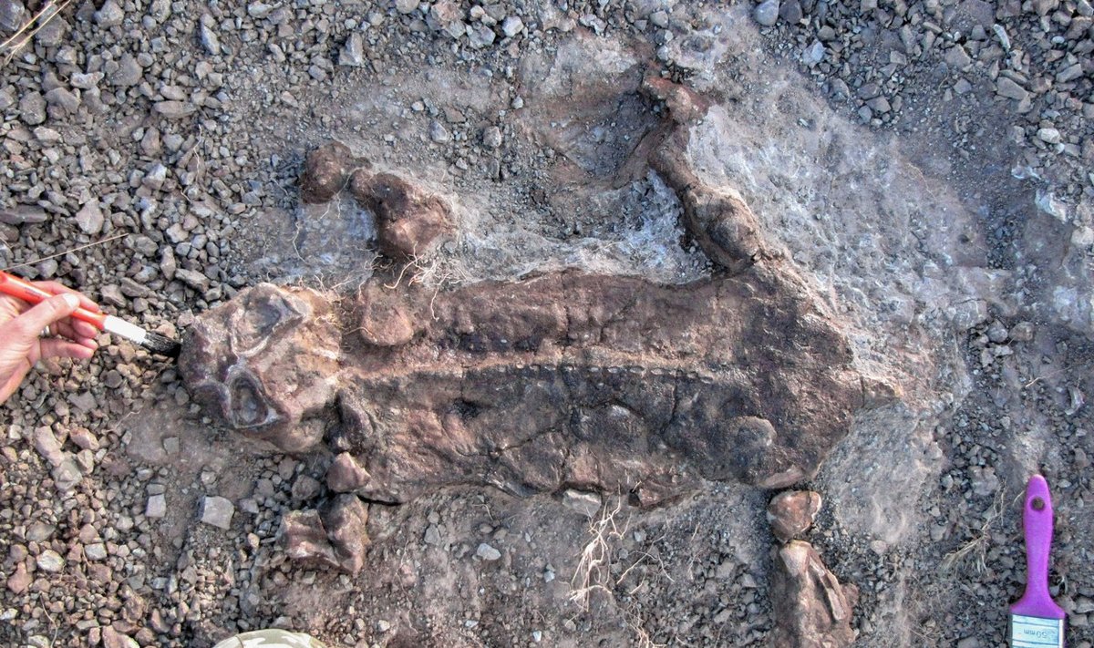 Puikiai išsilaikiusios listrozaurų mumijos buvo aptiktos Pietų Afrikos Respublikos Karu baseino pietinėje dalyje.. Roger M.H.Smith/Pia A.Viglietti nuotr.