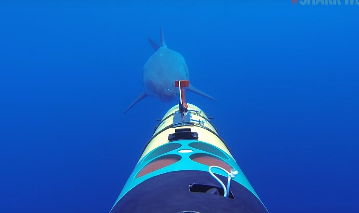 Ryklys prieš torpedą