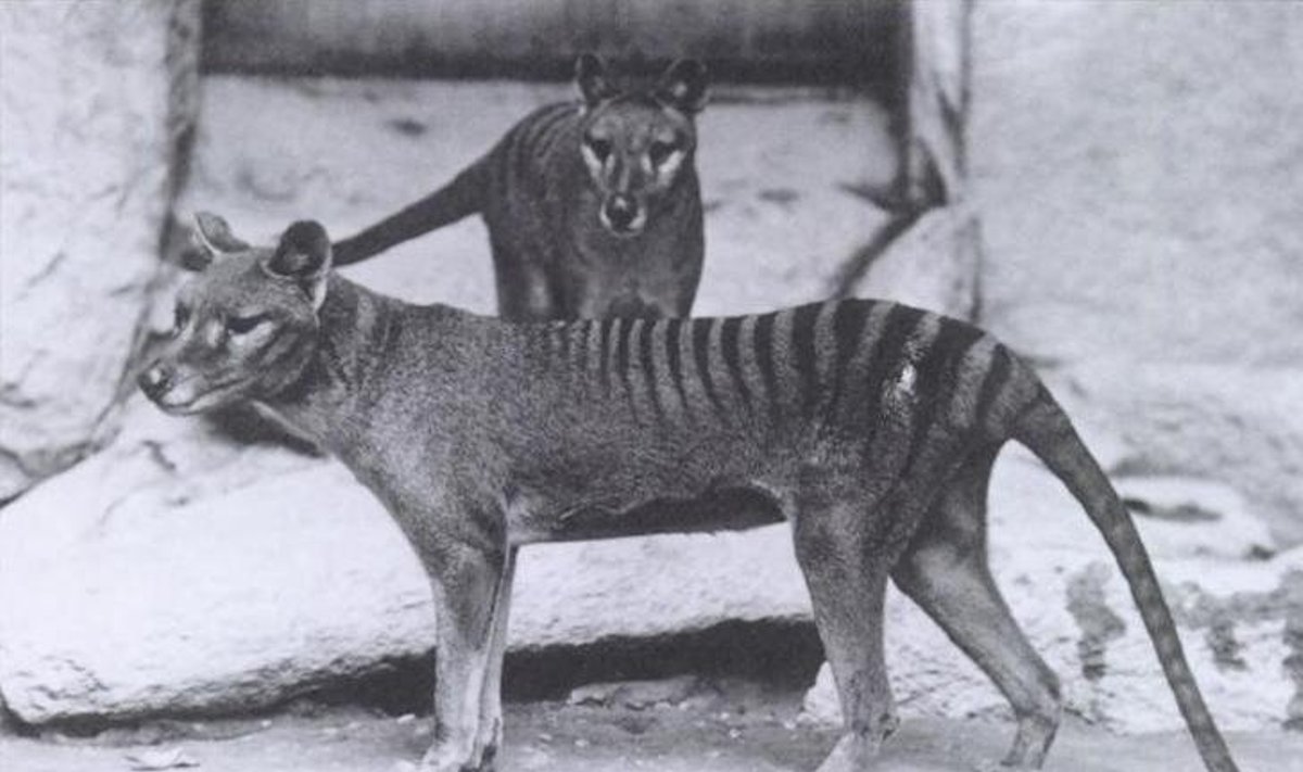 Paskutiniai Tasmanijos tigrai Vašingtono zoologijos sode 1906-aisiais