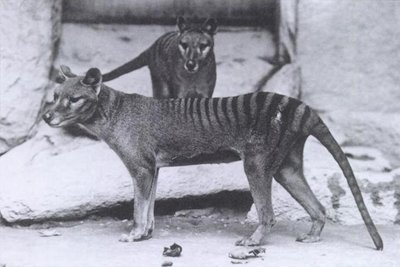 Paskutiniai Tasmanijos tigrai Vašingtono zoologijos sode 1906-aisiais