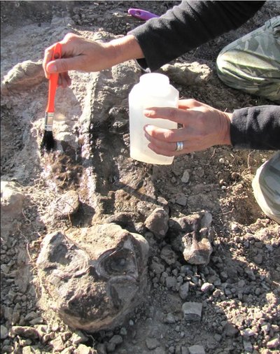 Puikiai išsilaikiusios listrozaurų mumijos buvo aptiktos Pietų Afrikos Respublikos Karu baseino pietinėje dalyje.. Roger M.H.Smith/Pia A.Viglietti nuotr.