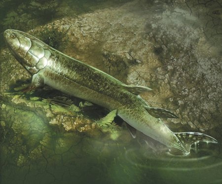 Žuvis Eusthenopteronas ropščiasi į sausumą