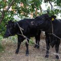 Netikėti vandalai: panevėžiečių daržus nusiaubė karvės