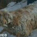 Kinijoje iš po sniego išgelbėta avių banda