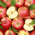 6 priežastys, kodėl kasdien reikėtų suvalgyti po obuolį