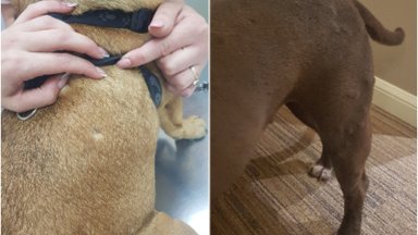 Augintinis dažnai kasosi: veterinarė parodė, ką pastebėjus reikėtų sunerimti