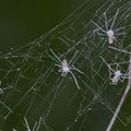Nanovamzdeliais apipurkšti vorai pagamino tai, ko žmogus nesugeba