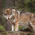 Kai medžiotojas nušovė du vilkus – vilkė atėjo atsisveikinti su žuvusiais jaunikliais