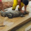 Statybvietėje rastas dviejų metrų ilgio krokodilas