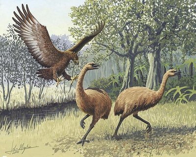 Didysis erelis puola Naujosios Zelandijos Moa paukščius (piešinys)