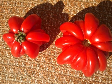 Kupiškio rajone, šeimininkės Rasos darže užaugo gėlės žiedą ar žvaigždę primenantys pomidorai
