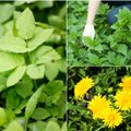 Šie trys pavasariniai augalai kaipmat sustiprins imunitetą ir apsaugos nuo ligų: jūs net neįsivaizduojate, ką iš tiesų jie gali