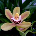 Orchidėjos, kurios žydi tik vėsiuose kambariuose