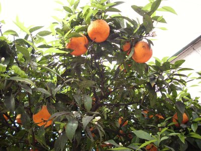 Koimbra - apelsinais kvepiantis miestas