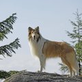 Garsiausias pasaulio šuo: 12 faktų apie Lesę, kurių nežinojote