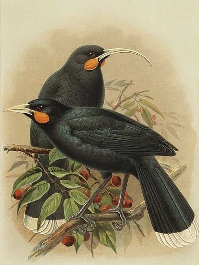 Guja (J. G. Keulemans piešinys)