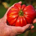 Joniškyje užaugo kilogramo pomidoras
